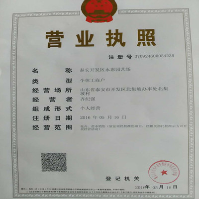 紅顏草莓苗——山東基地直銷，品質(zhì)與服務的雙重保障